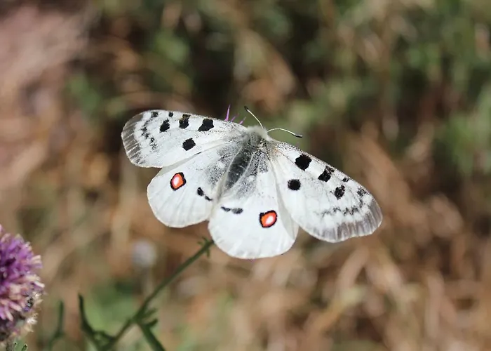 Georg Andre Soehne Ernst