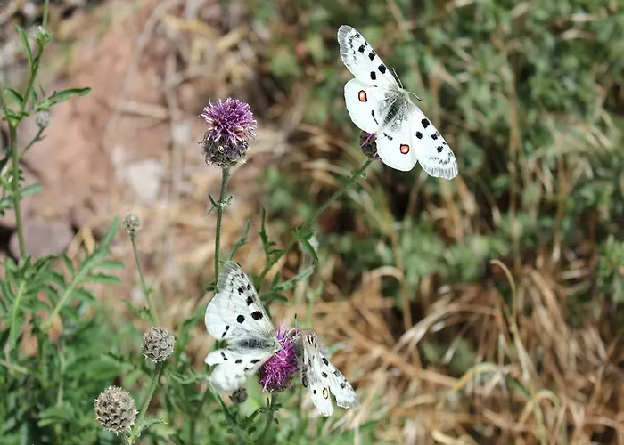 Georg Andre Soehne Apartmán Ernst
